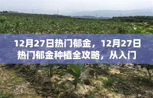 12月27日热门郁金种植指南,从入门到精通的全面步骤