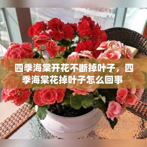 四季海棠开花不断掉叶子,四季海棠花掉叶子怎么回事