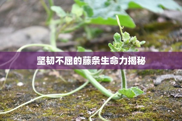 坚韧不屈的藤条生命力揭秘