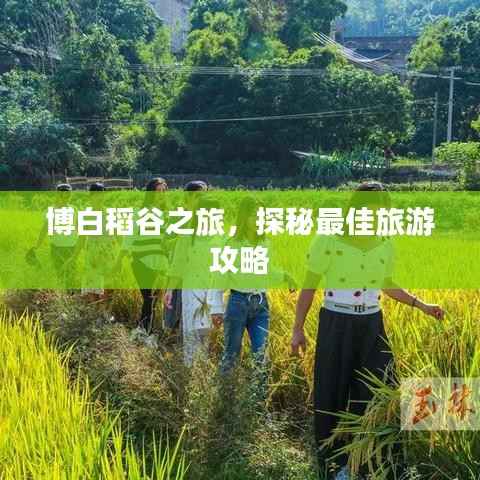 博白稻谷之旅,探秘最佳旅游攻略