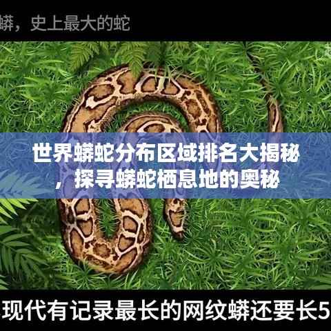 世界蟒蛇分布区域排名大揭秘,探寻蟒蛇栖息地的奥秘